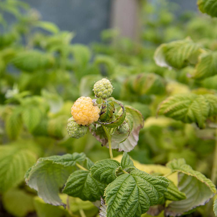 Raspberry Plant 'Goodasgold'