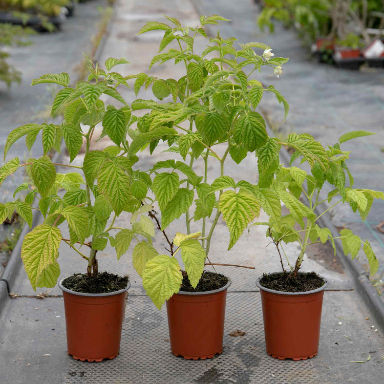 Chilcotin Raspberry Height Raspberry Plant 'Lowberry Raspberry Little Sweet Sister' | Marshalls Garden