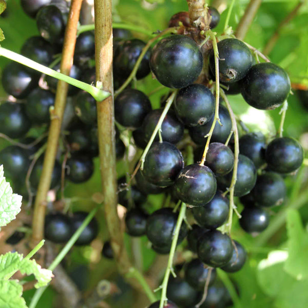 Lowberry® Blackcurrant Plant 'Little Black Sugar'