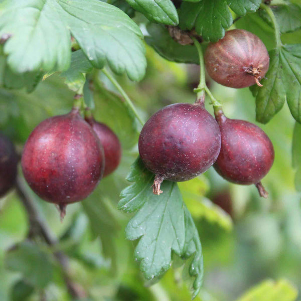 Gooseberry Plant 'Madame Sanssouci Easycrisp'