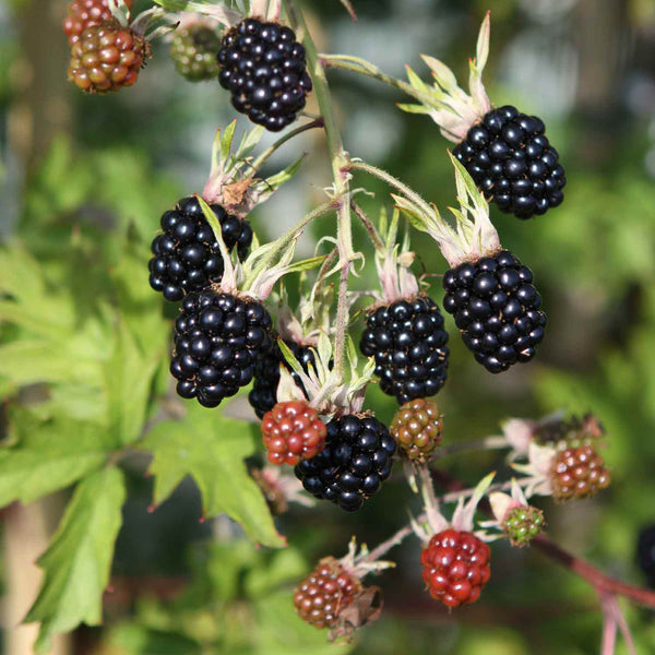 Blackberry Rubus 'Oregon Thornfree' - 15cm Potted Plant