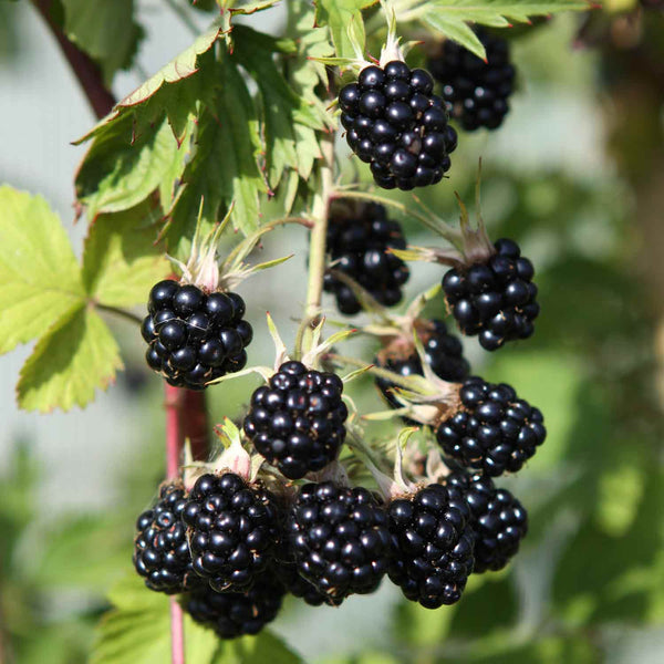 Blackberry 'Oregon Thornless' - 2L Plant