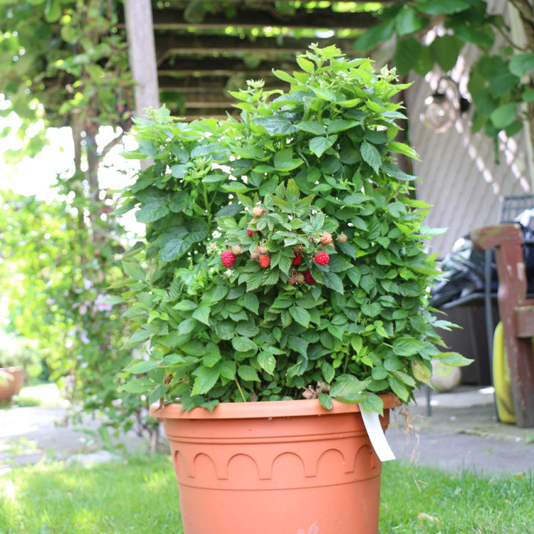 Dwarf Raspberry Bushes Raspberry Plant 'Baby Dwarf' | Marshalls Garden