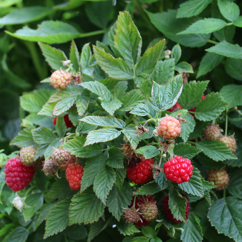 Dwarf Raspberry Bushes Raspberry Plant 'Baby Dwarf' | Marshalls Garden