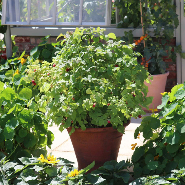 Elho Sweet Raspberry Raspberry Plant 'Lowberry Raspberry Little Sweet Sister' | Marshalls Garden