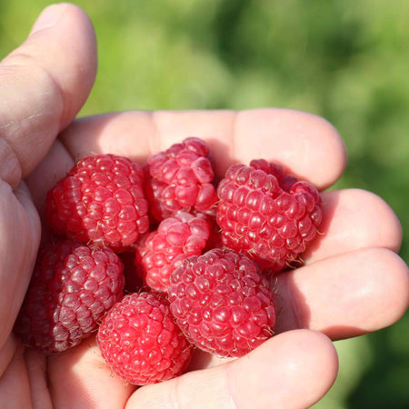 Lowland Raspberry Raspberry Plant 'Lowberry Raspberry Little Sweet Sister' | Marshalls Garden