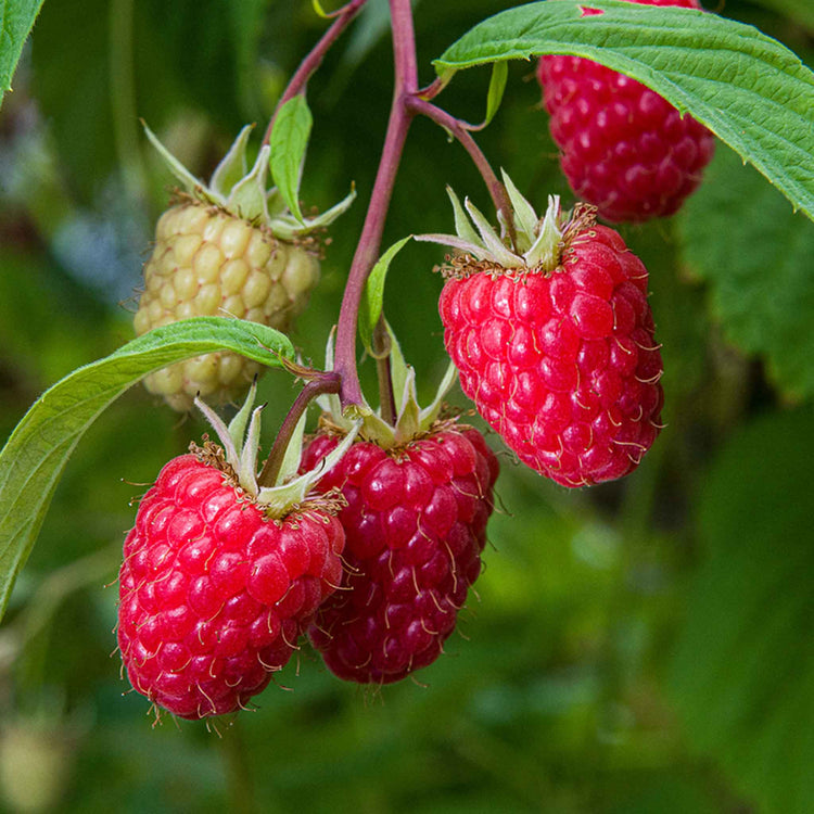 Thornless Raspberry Plant 'Glen Mor'