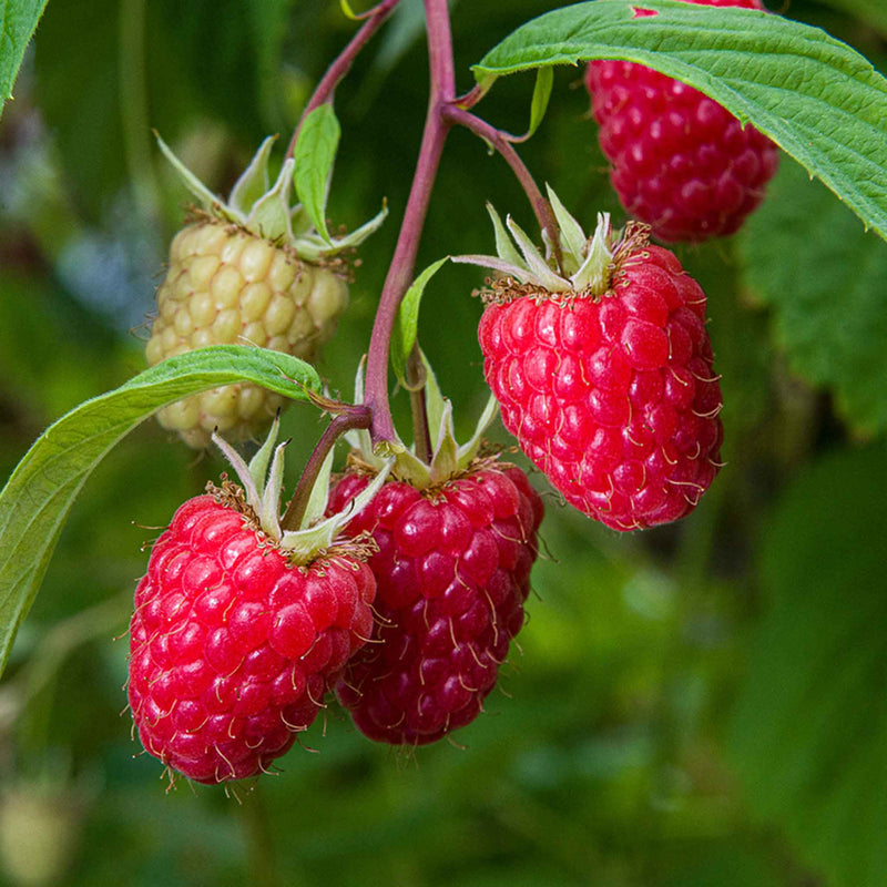 Thornless Raspberry Plant 'Glen Mor'
