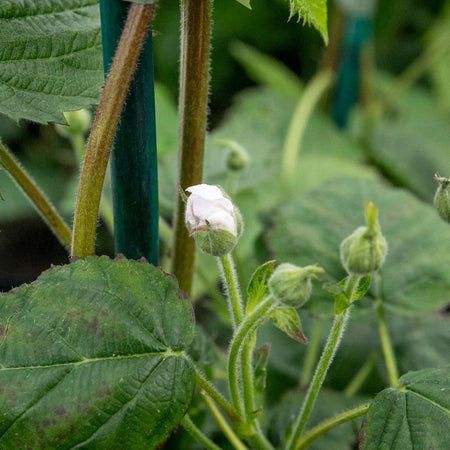 Lowberry® Blackberry 'Little Black Prince' - 2L Plant