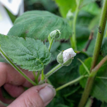 Lowberry® Blackberry 'Little Black Prince' - 2L Plant