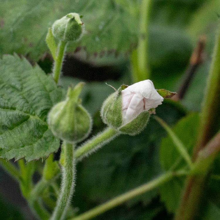 Lowberry® Blackberry 'Little Black Prince' - 2L Plant