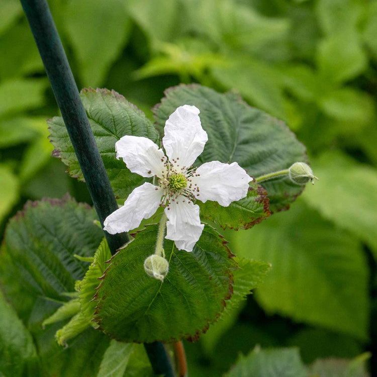 Thornless Raspberry Lowberry Plant 'Little Sweet Sister'