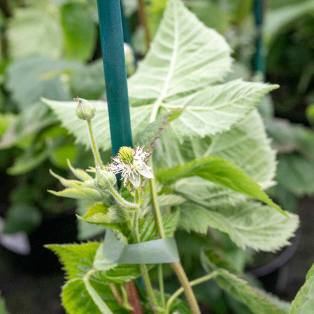 Raspberry Plant  'Lowberry Raspberry Little Sweet Sister'