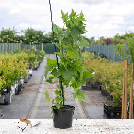 Lowberry® Blackcurrant Plant 'Little Black Sugar'