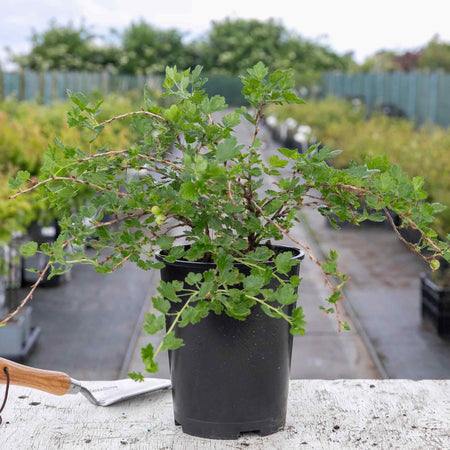 Gooseberry Plant 'Hinnonmaki Yellow'