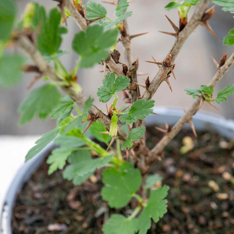 Gooseberry Plant 'Hinnonmaki Red'