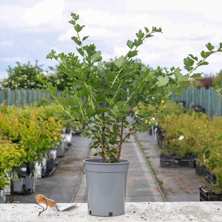 Gooseberry Plant 'Hinnonmaki Red'