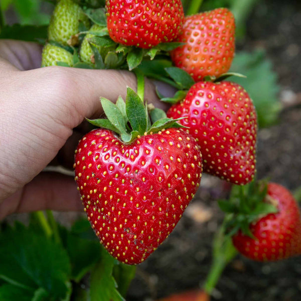 Everbearing Strawberry Plant 'Favori'