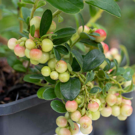 Lingonberry Plant