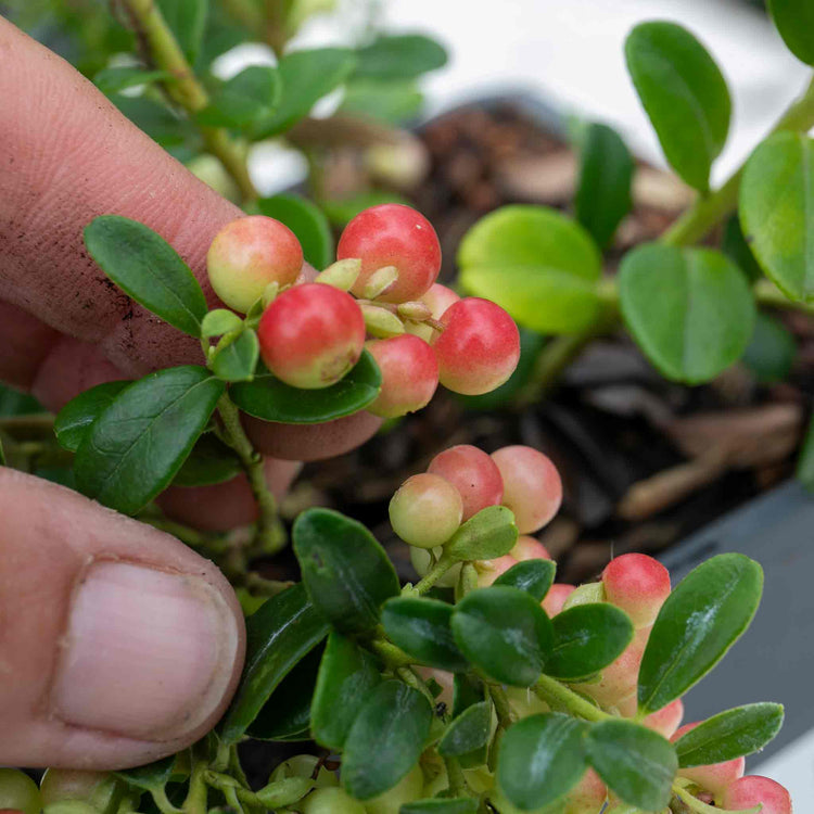 Lingonberry Plant