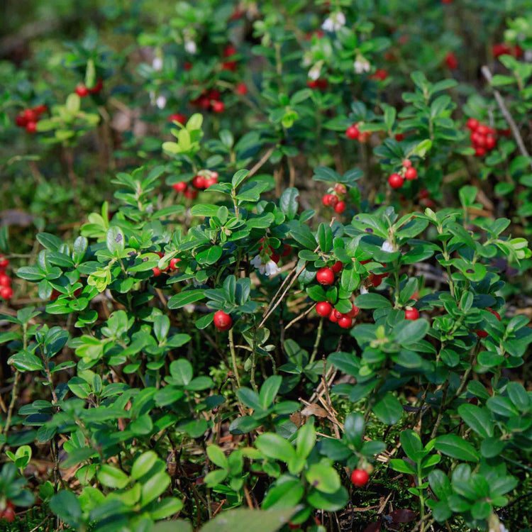 Lingonberry Plant