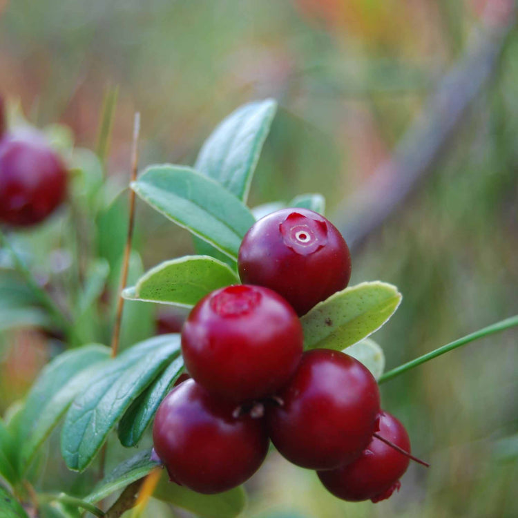 Lingonberry Plant