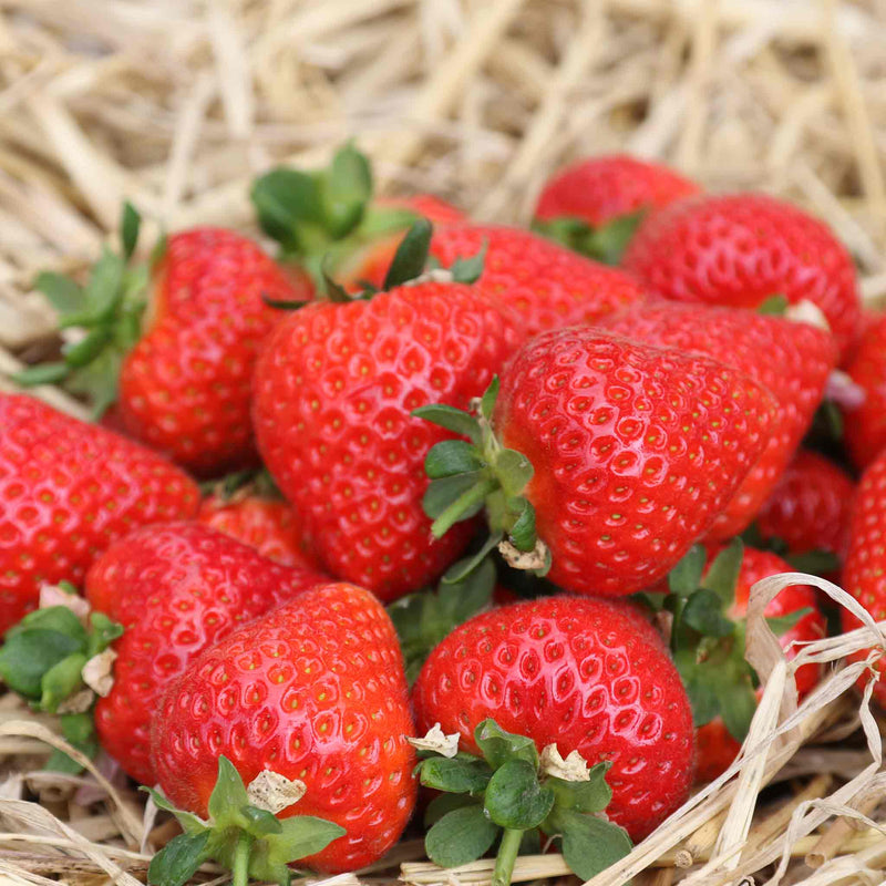 Strawberry Plant Malling Ace Marshalls Garden strawberry-plant-malling-ace-marshalls-garden