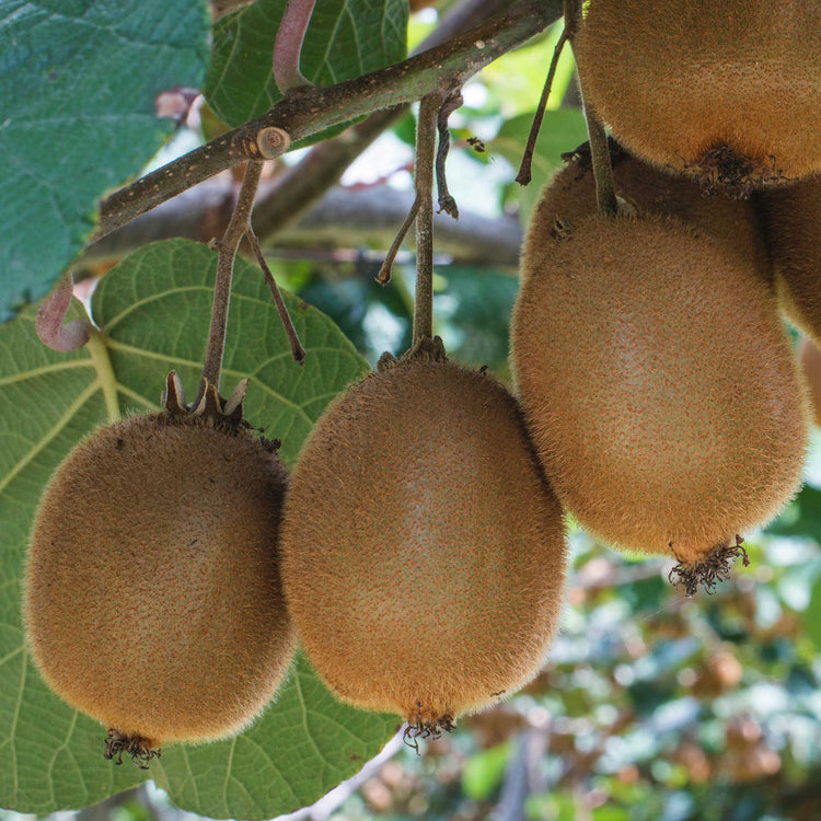 Kiwi Plant 'Golden'