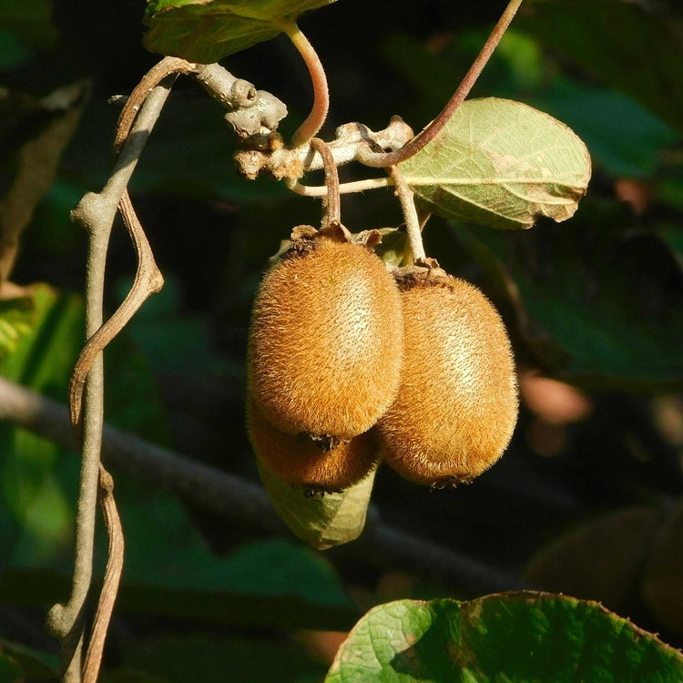 Kiwi Plant 'Golden'
