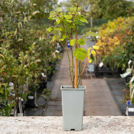 Japanese Wineberry Plant