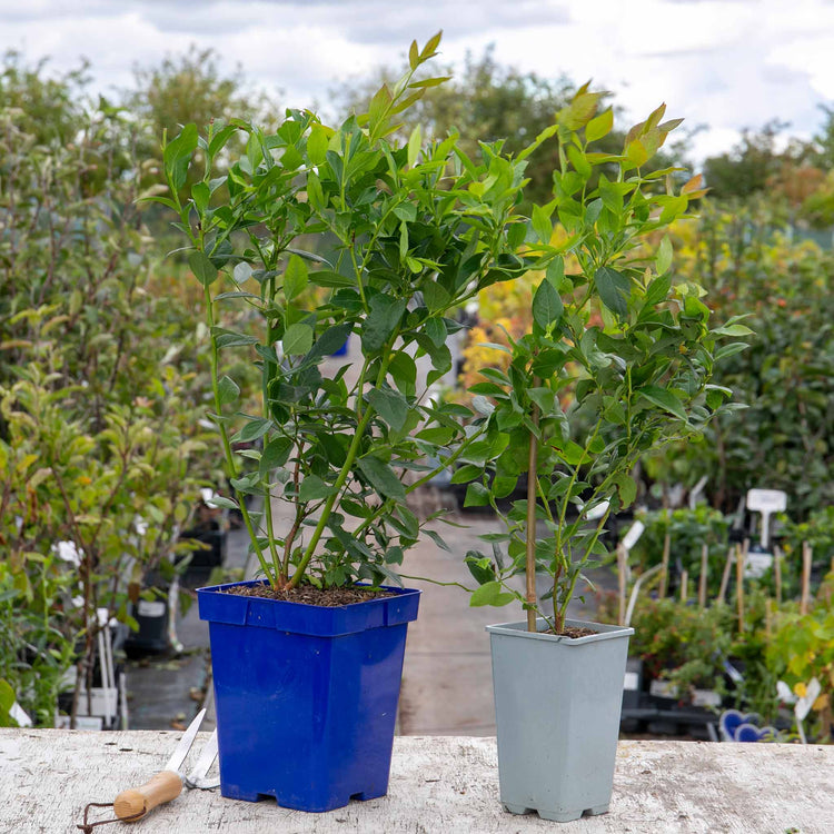 Blueberry Plant 'Brigitta Blue'