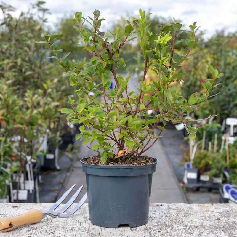 Lowberry Blueberry Plant 'Little Blue Wonder'