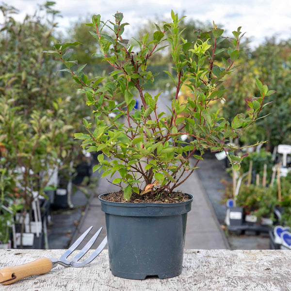 Lowberry Blueberry Plant 'Little Blue Wonder'