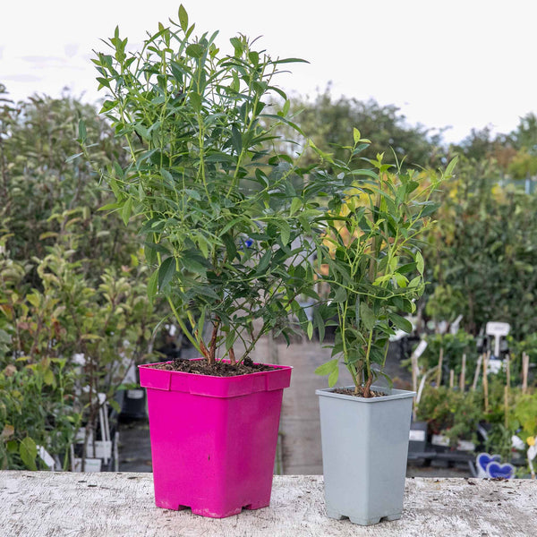 Blueberry Plant 'Pink Berry'