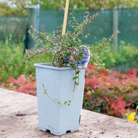 Cranberry Plant 'Pilgrim'