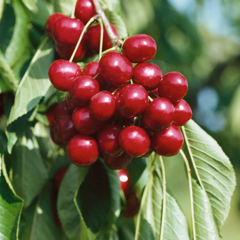 Cherry Tree 'Sunburst'