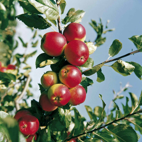 Apple Tree 'Red Falstaff'