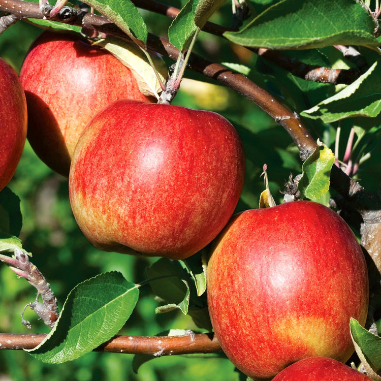Apple Twin Tree 'Braeburn & Idared'