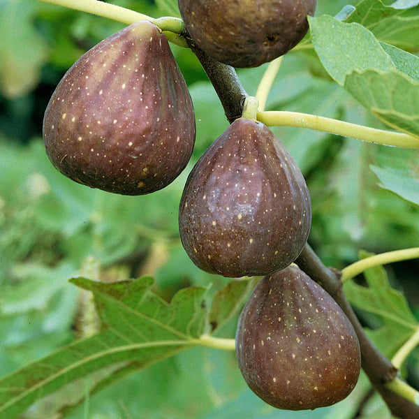 Fig Tree 'Brown Turkey'