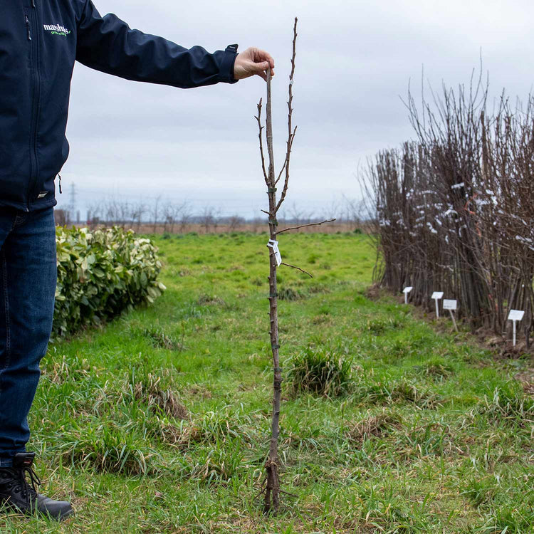 Pear Tree 'Conference'