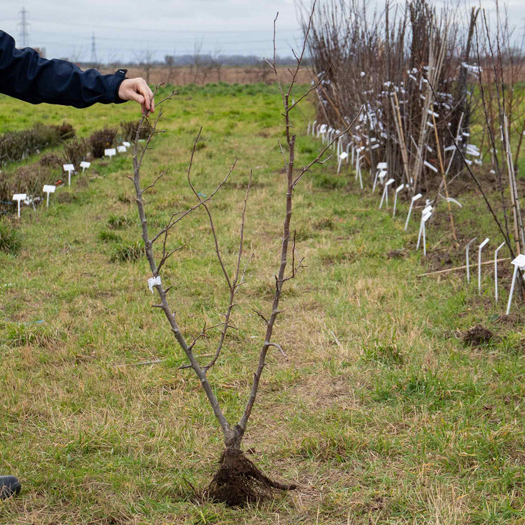 Apple Twin Tree 'Jonagold & Golden Pearmain'