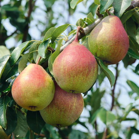 Pear Twin Tree 'Conference & Louise Bonne de Jersey'