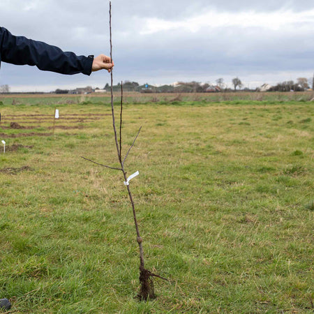 Apple Tree 'Ashmeads Kernal'