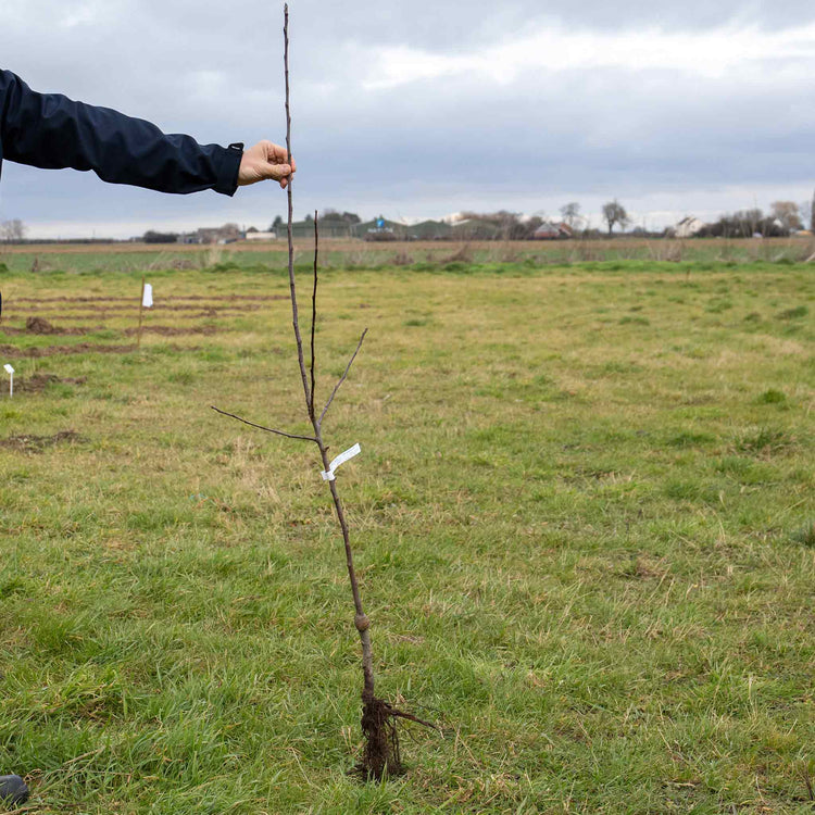 Apple Tree 'Ashmeads Kernal'