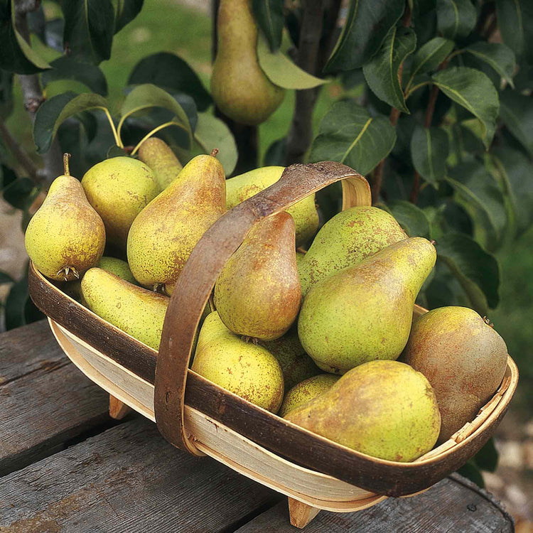 Pear Twin Tree 'Conference & Louise Bonne de Jersey'