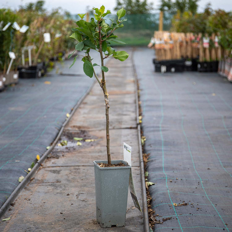 Apple Tree 'Elstar'