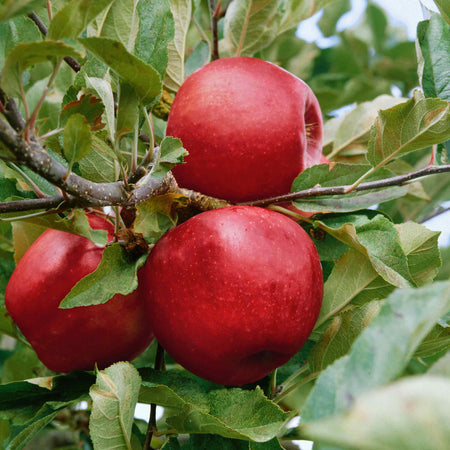 Apple Tree 'Elstar'