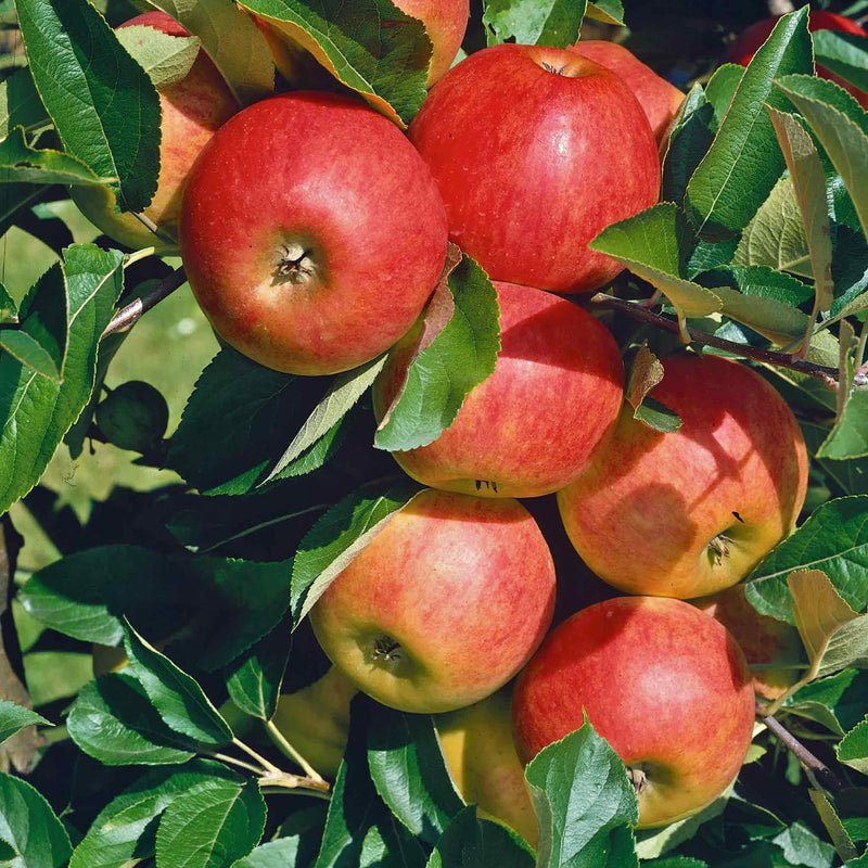 Apple Tree 'Elstar'