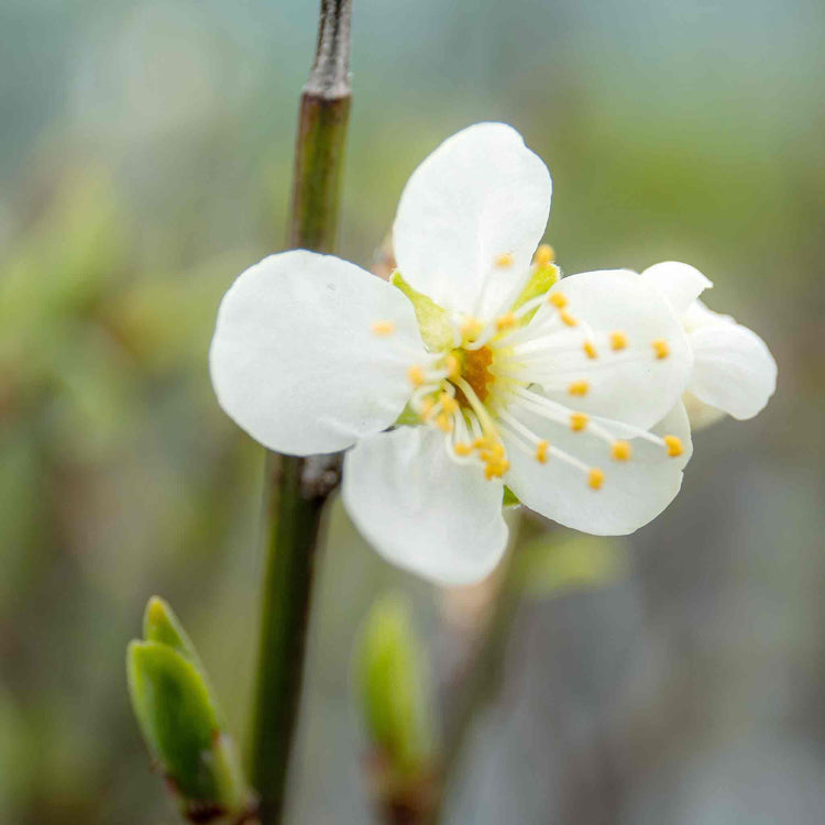 Plum Tree 'Opal'