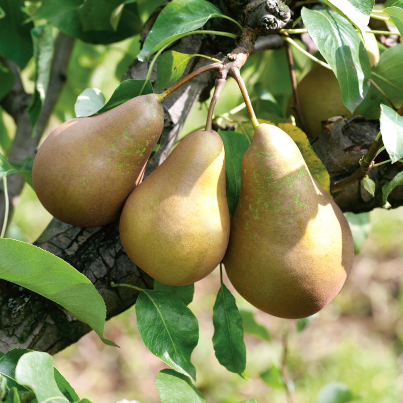 Pear 'Conference' Mini Espalier 5Ltr